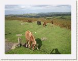 1072-Dartmoor Ponies * 800 x 600 * (90KB)